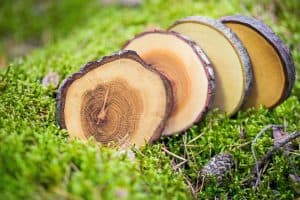 TREE 4 TEA Wooden Cup Pads (Set of 4)